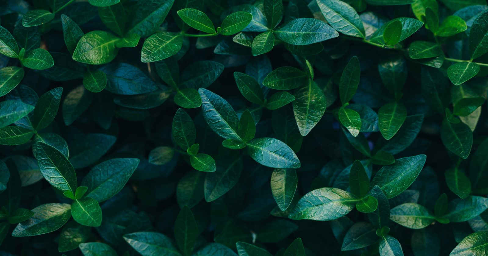 Dense green leaf texture