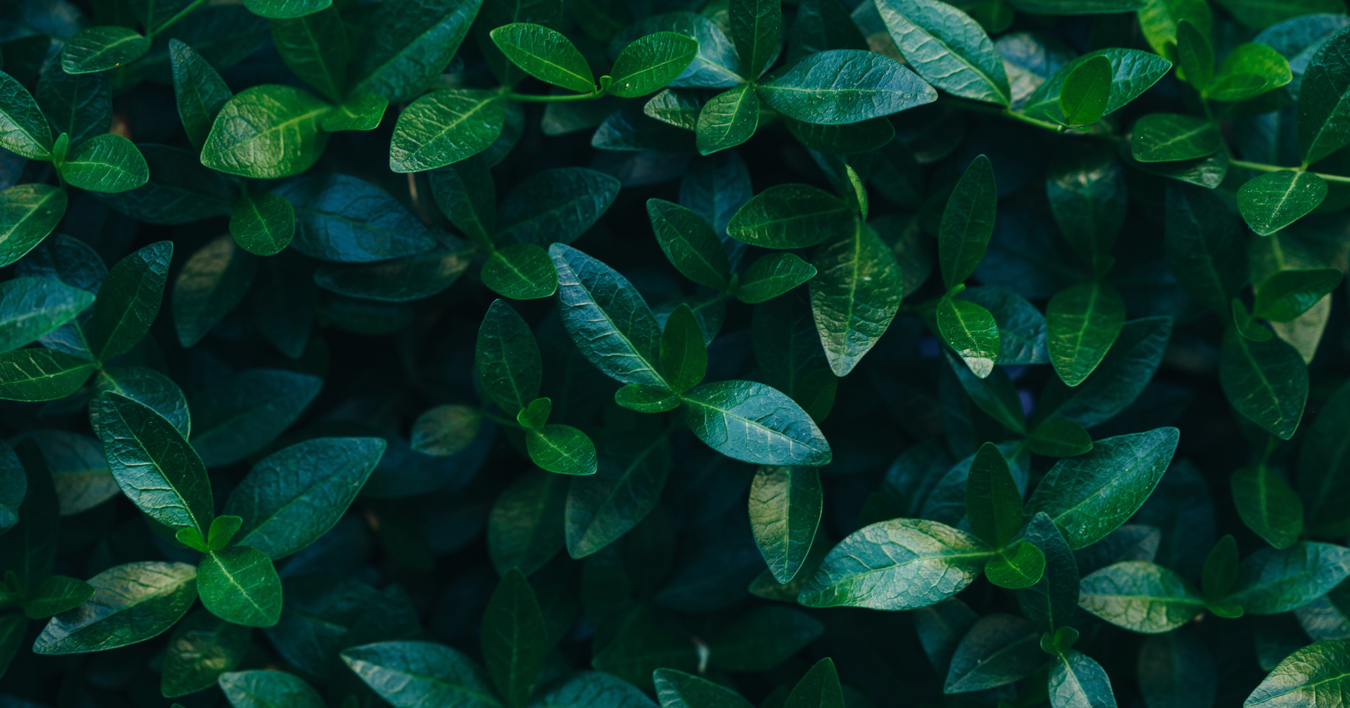 Dense green leaf texture